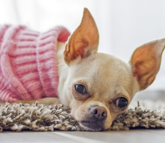 【人気犬服2021】かわいい&おしゃれな犬服ブランド 犬服,可愛い,人気