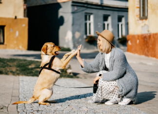 【2022最新】犬同伴可!人気カフェ・レストラン 犬同伴可,カフェ,レストラン