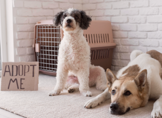 保護犬は慣れない?里親の4大不安に迫る