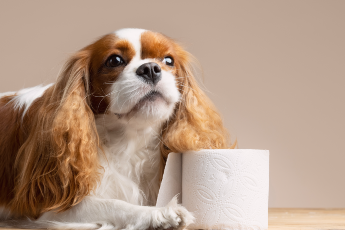 もう漏れない!愛する老犬、オムツお漏らし対策 老犬,お漏らし,対策