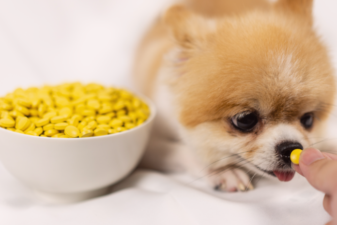 救世主!犬のお薬を飲ませるおやつ! 犬,薬,飲ませ方