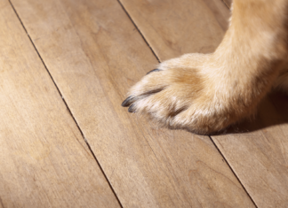 老犬が滑らない床とは? 安全なお部屋のポイント 老犬,床,滑る