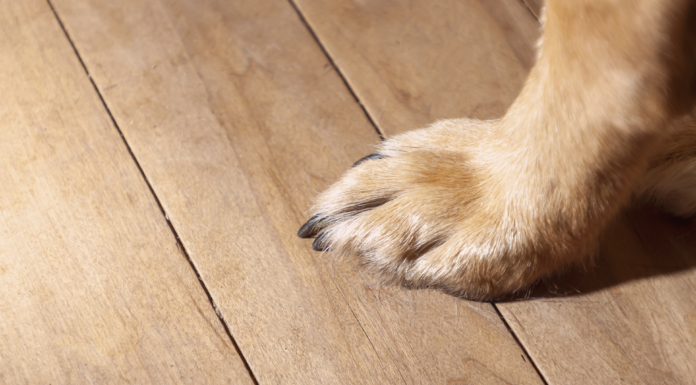 老犬が滑らない床とは? 安全なお部屋のポイント 老犬,床,滑る