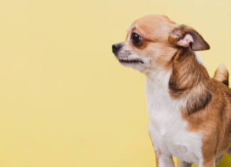 分離不安症?実際の症状と治し方 分離不安症,症状