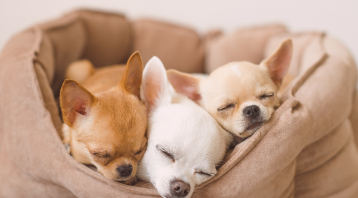 チワワに魅せられて♡ チワワ,犬種,