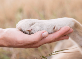 野犬を迎えたら。