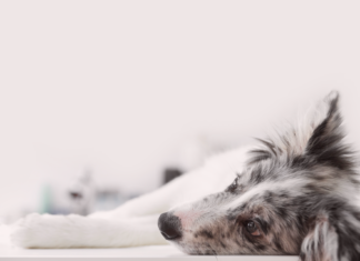 悩まなくていい。分離不安犬との生活 分離不安症,犬,