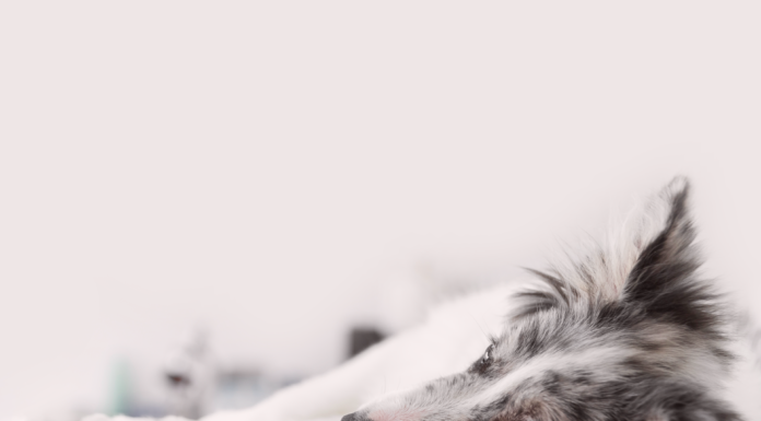 悩まなくていい。分離不安犬との生活 分離不安症,犬,