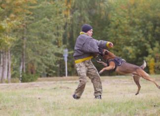 『特定危険犬種』ってどんな犬種? 特定危険犬種,犬