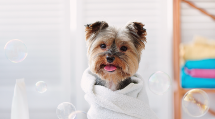 被毛基礎知識とお手入れ用品 犬,被毛,お手入れ,