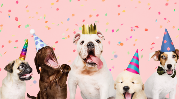 最大の祭典!うちの子バースデー! 犬,誕生日