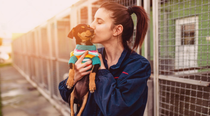 ふるさと納税で動物愛護活動に協力しよう! 犬まとめ,ふるさと納税,動物愛護