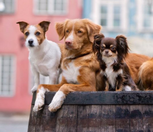 そんなに違うの?!大型犬と小型犬の違い 犬まとめ,大型犬,小型犬