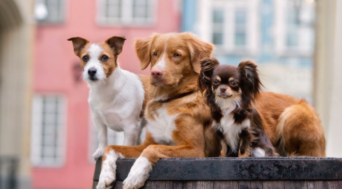 そんなに違うの?!大型犬と小型犬の違い 犬まとめ,大型犬,小型犬