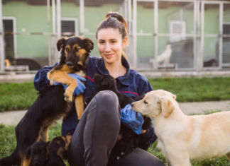 保護犬団体ってどんなところ? 犬まとめ,犬,保護犬団体,里親