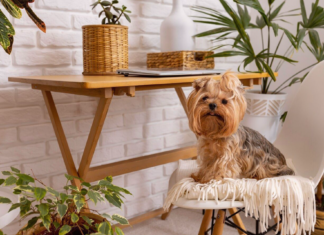 ドッグフレンドリーな観葉植物 犬まとめ,犬,観葉植物