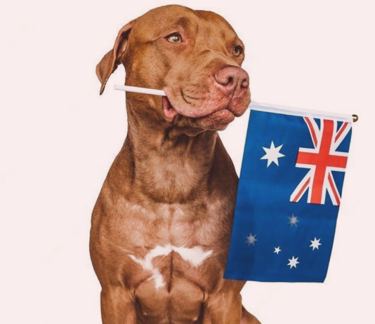 見習いたい!動物愛護先進国~オーストラリア編~ 犬まとめ,オーストラリア,動物愛護先進国