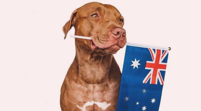 見習いたい!動物愛護先進国~オーストラリア編~ 犬まとめ,オーストラリア,動物愛護先進国