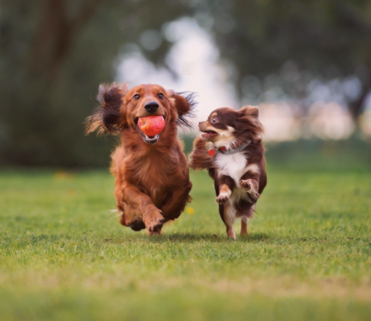 迎えたのは犬に慣れていないシニア犬!?~犬とのご挨拶編~ 犬まとめ,犬,犬友,犬見知り