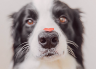 人生はじめての犬の鼻血① 〜出血編〜 犬まとめ,犬,鼻血,出血,