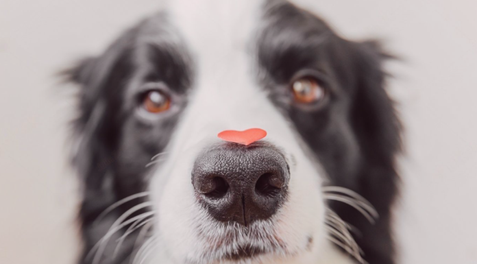 人生はじめての犬の鼻血① 〜出血編〜 犬まとめ,犬,鼻血,出血,