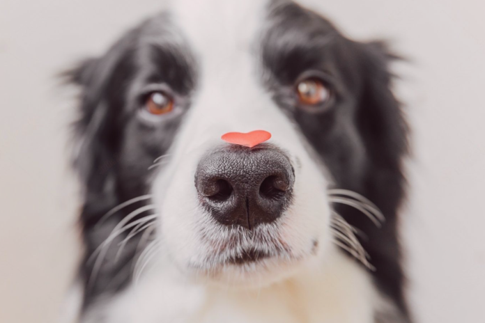 人生はじめての犬の鼻血① 〜出血編〜 犬まとめ,犬,鼻血,出血,