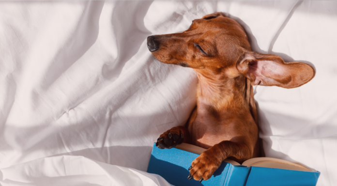 分からなくても楽しい!犬関連の海外本・写真集 犬まとめ,犬,本,海外,