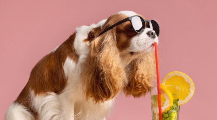 知ってるつもり?!犬と水分補給 犬まとめ,犬,水分補給,脱水症状,