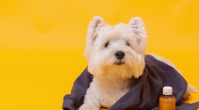 人生はじめての犬の鼻血 ③〜療養編〜 犬まとめ,犬,治療,出血