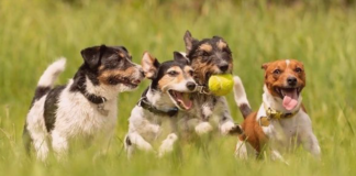 犬に友達って必要なの?? 犬まとめ,犬,犬友,犬の友達