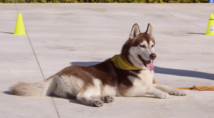 犬のしつけ教室体験行ってみた! 犬まとめ,犬,しつけ教室,躾,