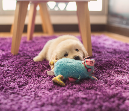 タイプ別!我が犬たちのオモチャ遍歴 犬まとめ,犬,オモチャ,トイ