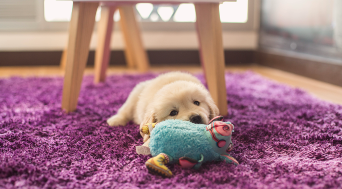 タイプ別!我が犬たちのオモチャ遍歴 犬まとめ,犬,オモチャ,トイ