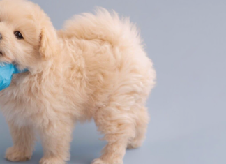 フィラリア症ってどんな病気? 犬まとめ,犬,フィラリア,フィラリア症,予防