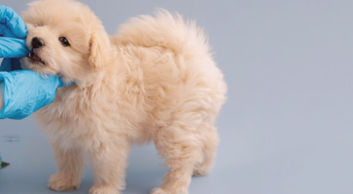 フィラリア症ってどんな病気? 犬まとめ,犬,フィラリア,フィラリア症,予防