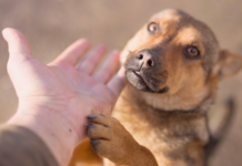気軽に出来る保護活動のお手伝い 犬まとめ,犬,保護活動,手軽,気軽,