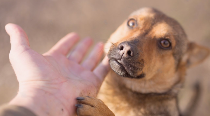 気軽に出来る保護活動のお手伝い 犬まとめ,犬,保護活動,手軽,気軽,