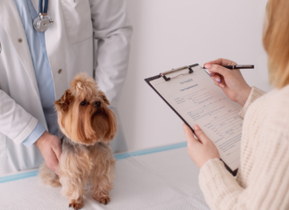 タイプ別動物病院の体験比較 犬まとめ,犬,動物病院,比較