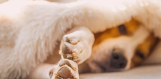 犬の爪の役割とお手入れについて