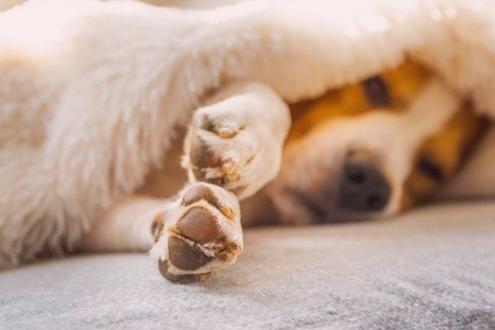 犬の爪の役割とお手入れについて