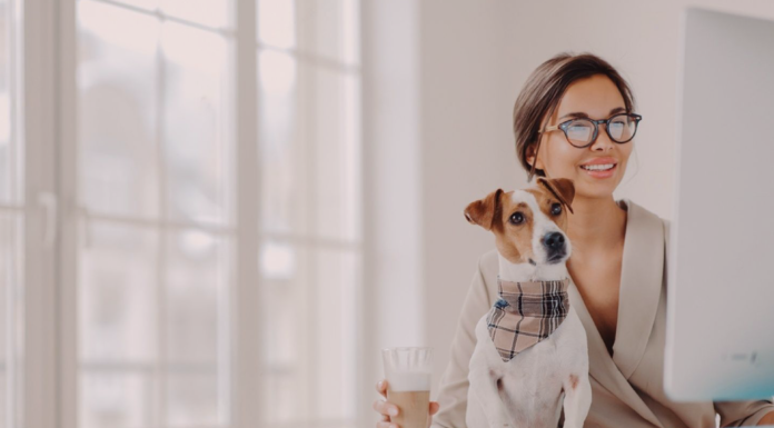 犬系の資格〜芽萌編〜 犬まとめ,犬,資格,犬の資格