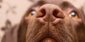 人生はじめての犬の鼻血 ②〜診察編〜 犬まとめ,犬,鼻血,診察,