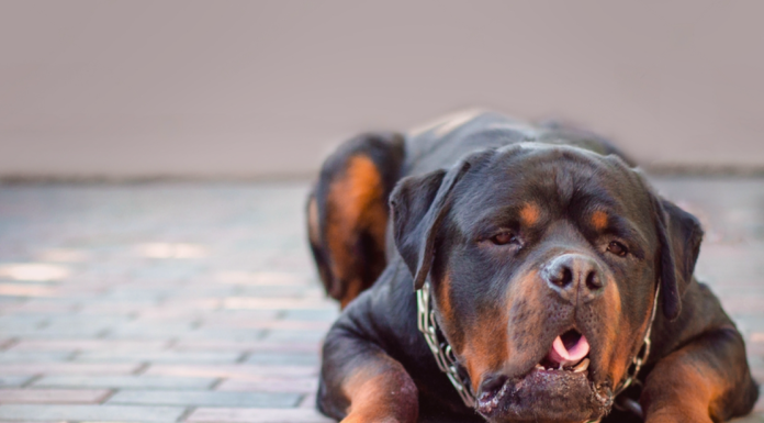 我が家の愛犬看病記〜急性胃腸炎編〜 犬まとめ,犬,胃腸炎,急性胃腸炎,嘔吐,