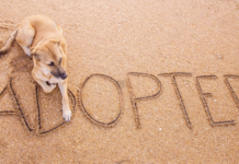 野犬の迎え方。〜芽萌編〜