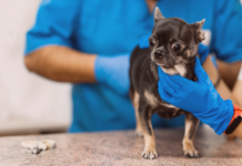 犬の肛門腺って何? 犬まとめ,犬,肛門線,肛門絞り,ケア