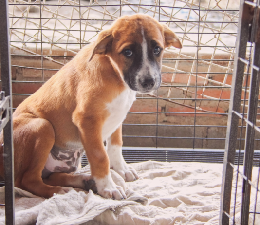 うちの愛犬は、ちょっと困った元野犬。 犬まとめ,犬,野犬,元保護犬,元野犬