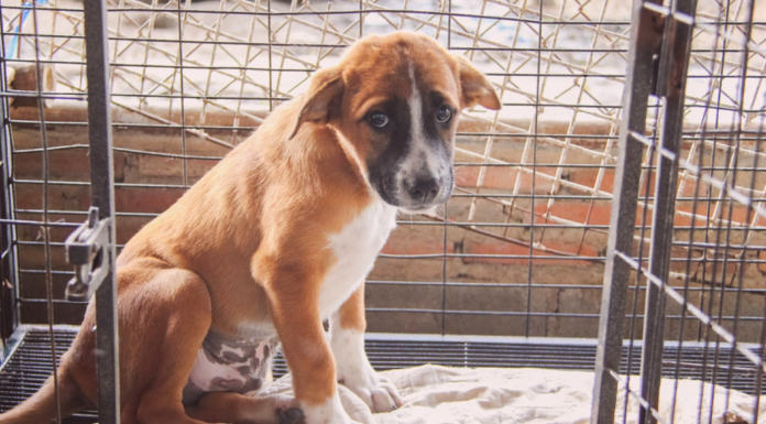 うちの愛犬は、ちょっと困った元野犬。 犬まとめ,犬,野犬,元保護犬,元野犬