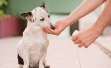 犬用サプリなんて贅沢品じゃん?と思っていたらただの神アイテムだった件 犬まとめ,犬,犬用サプリ,アンチノール,モエギキャップ