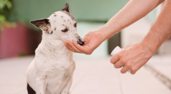 犬用サプリなんて贅沢品じゃん?と思っていたらただの神アイテムだった件 犬まとめ,犬,犬用サプリ,アンチノール,モエギキャップ