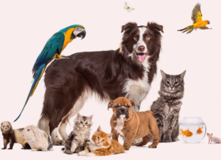 同居できる?犬と他動物と暮らしたい! 犬まとめ,犬,他動物,同居,ペット